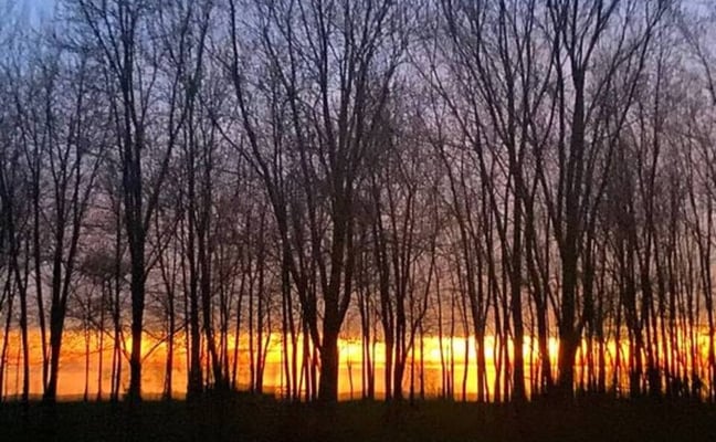 Bare trees silhouetted against golden sunset sky at dusk